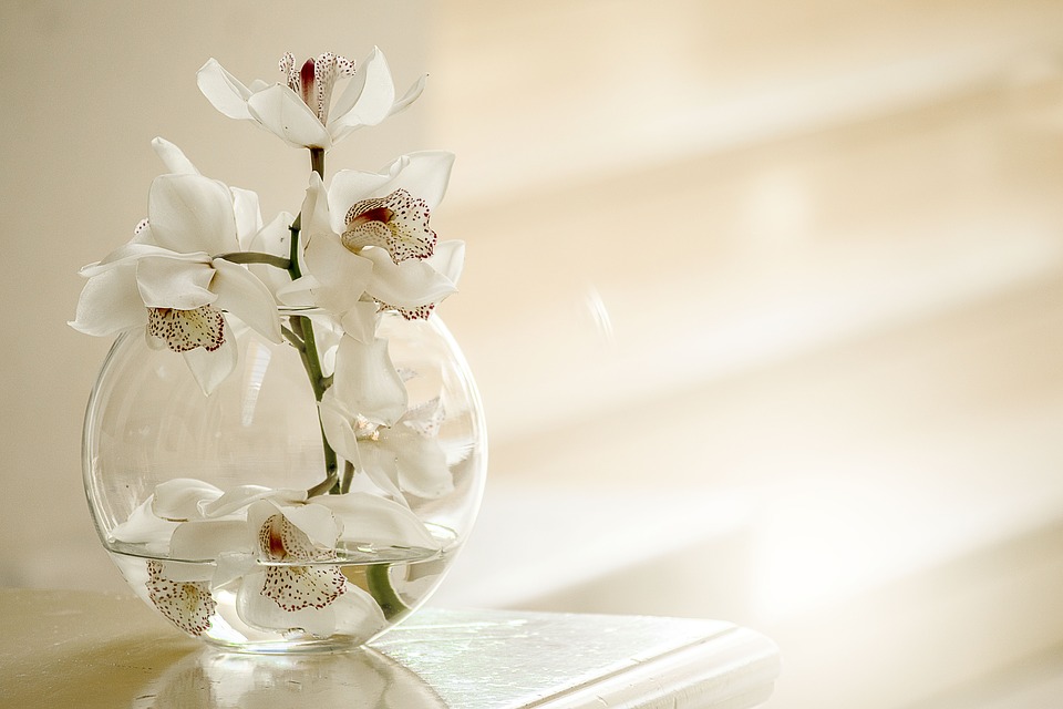 orchid in a clear glass vase